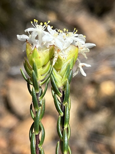 Lachnaea naviculifolia (Lachnaea naviculifolia)