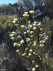 Lachnaea naviculifolia (Lachnaea naviculifolia)