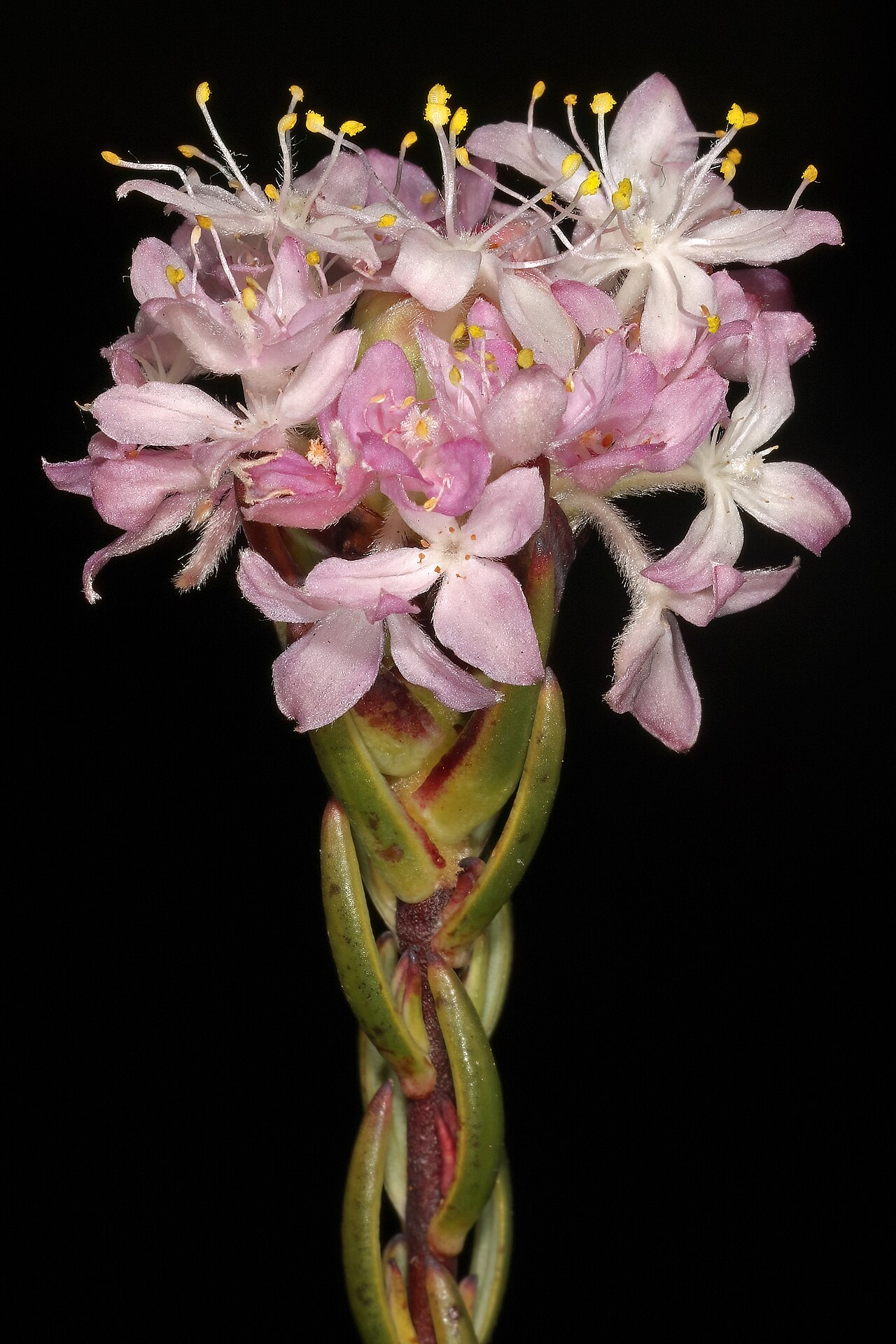 Lachnaea naviculifolia: Lachnaea naviculifolia , inflorescence; Clanwilliam Wild Flower Show, Clanwilliam, Western Cape, South Africa
