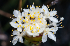 Lachnaea naviculifolia (Lachnaea naviculifolia)