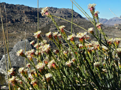 Lachnaea naviculifolia (Lachnaea naviculifolia)