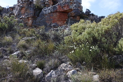 Lachnaea naviculifolia (Lachnaea naviculifolia)