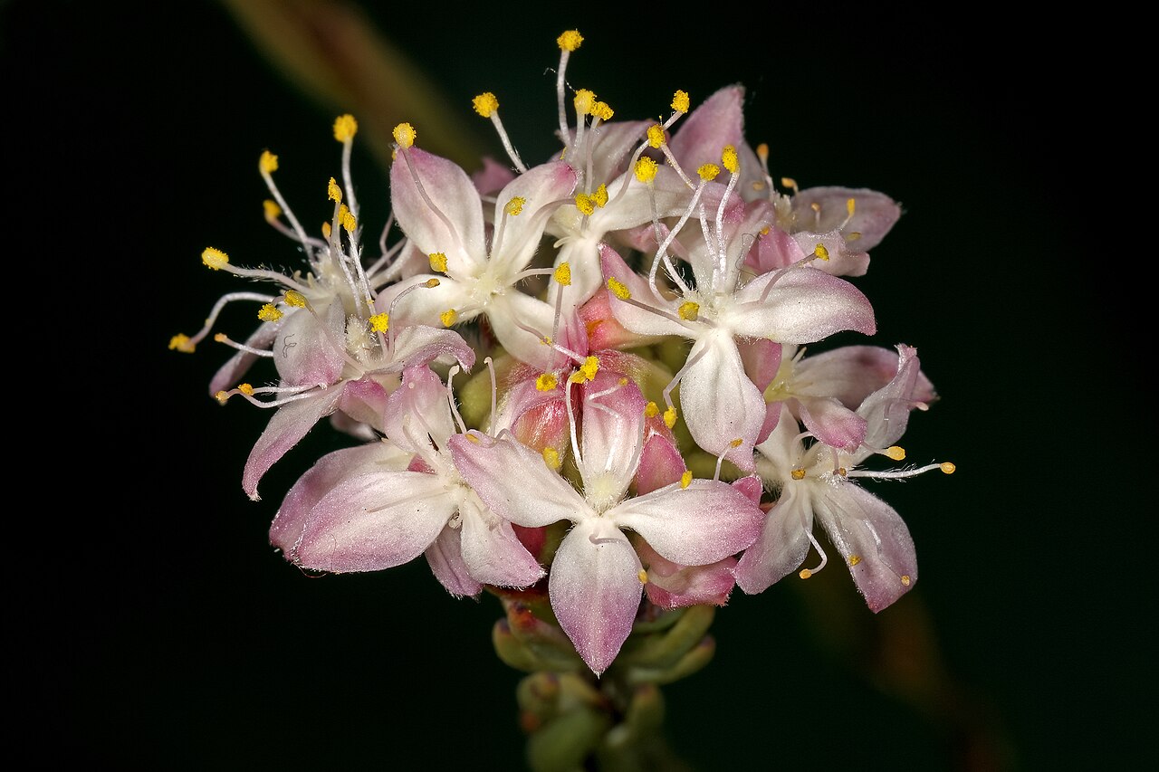 Lachnaea naviculifolia: Lachnaea naviculifolia , inflorescence; Clanwilliam Wild Flower Show, Clanwilliam, Western Cape, South Africa