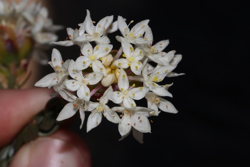 Lachnaea naviculifolia (Lachnaea naviculifolia)
