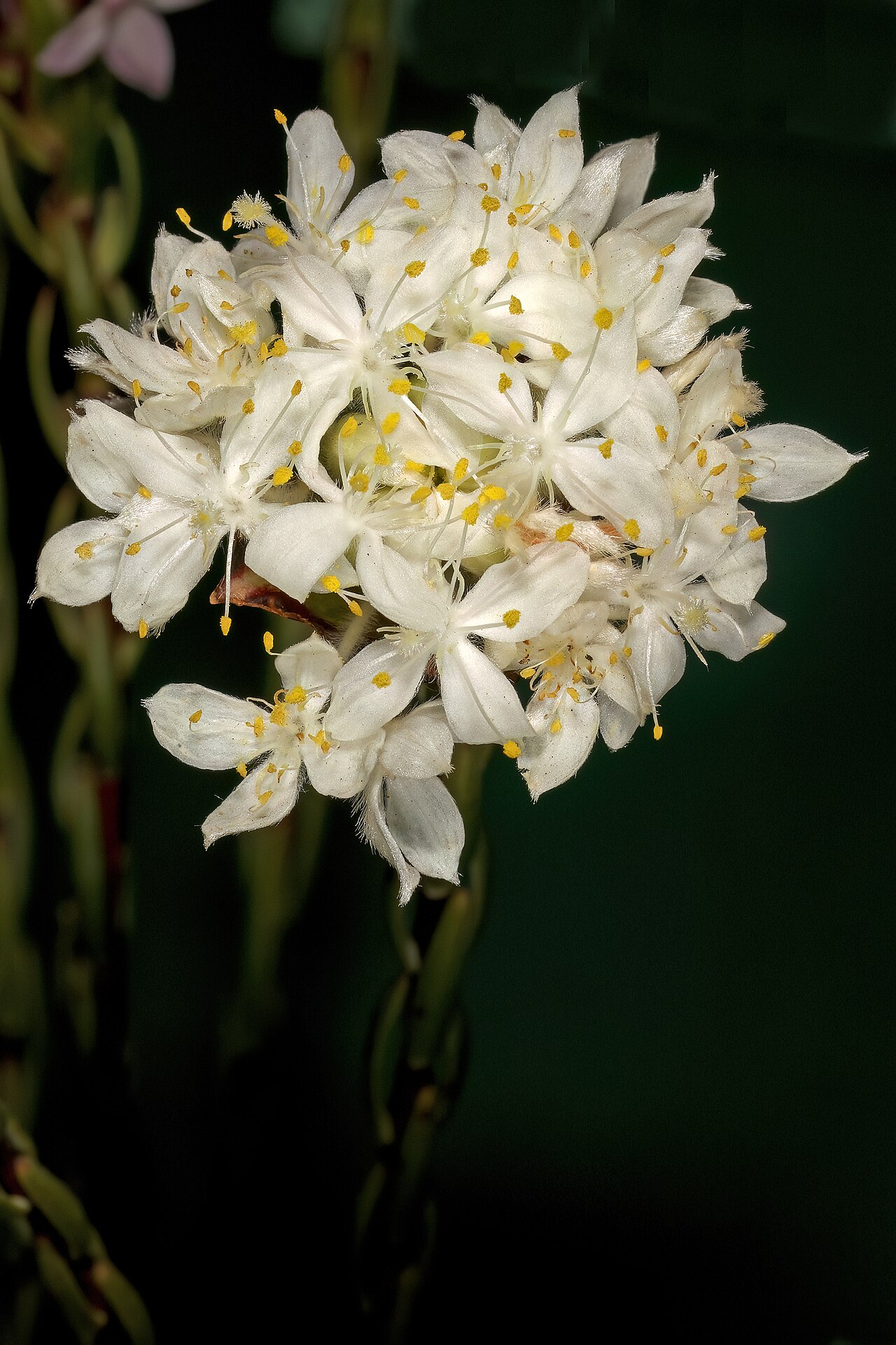 Lachnaea naviculifolia: Lachnaea naviculifolia , inflorescence; Clanwilliam Wild Flower Show, Clanwilliam, Western Cape, South Africa