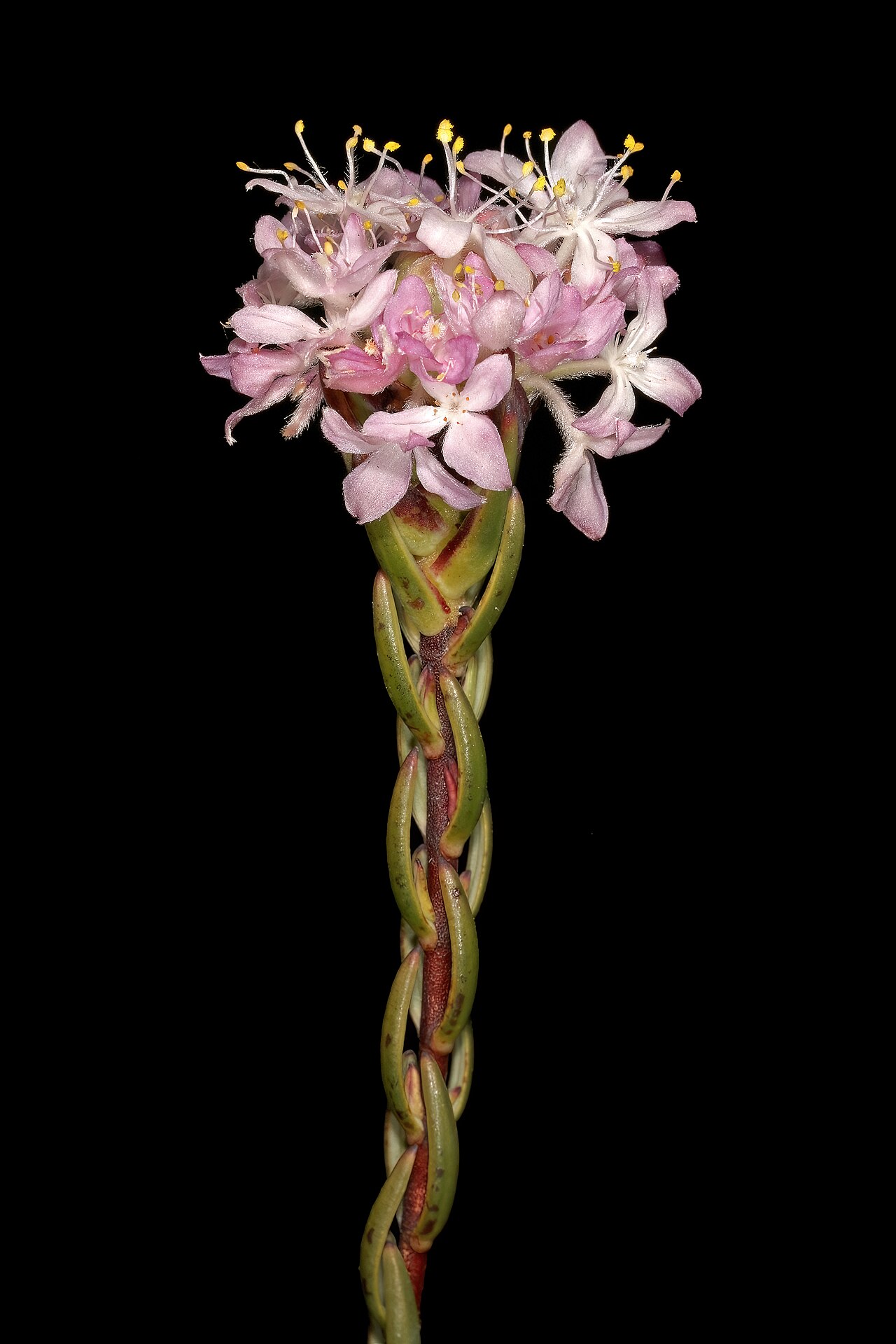 Lachnaea naviculifolia: Lachnaea naviculifolia , inflorescence; Clanwilliam Wild Flower Show, Clanwilliam, Western Cape, South Africa
