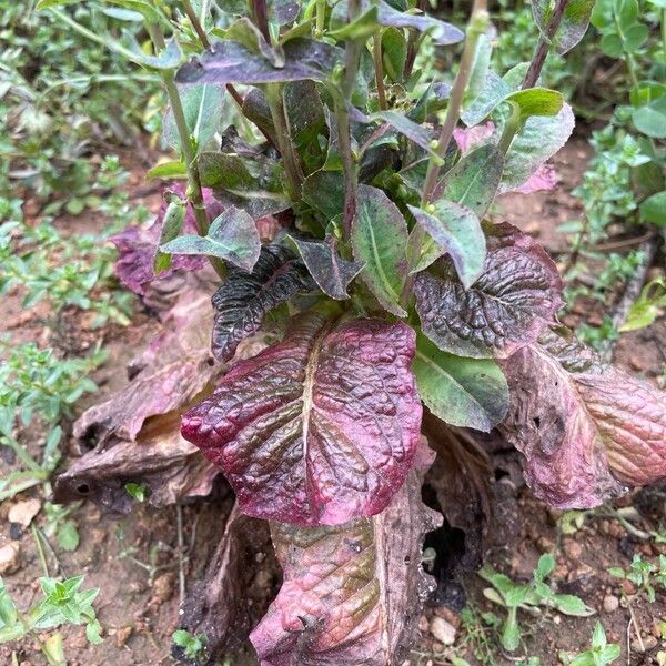 Lettuce (Lactuca sativa)
