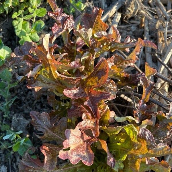 Lettuce (Lactuca sativa)