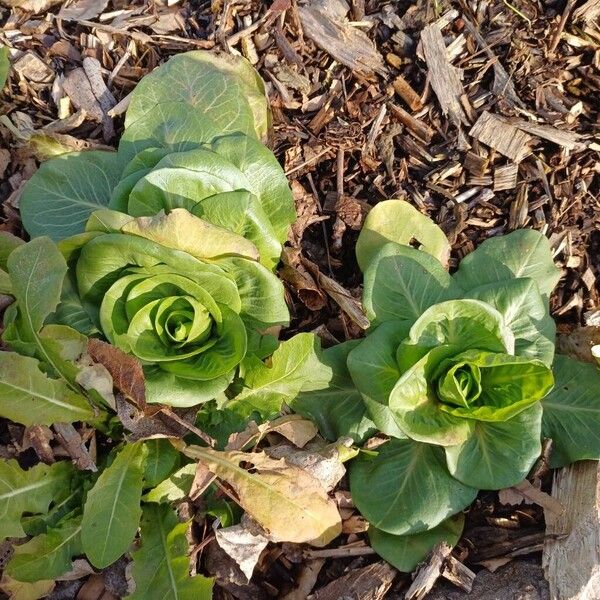Lettuce (Lactuca sativa)