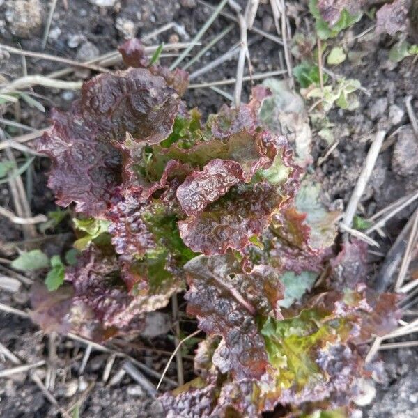 Lettuce (Lactuca sativa)