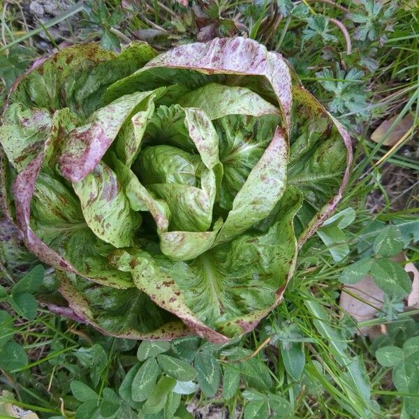 Lettuce (Lactuca sativa)