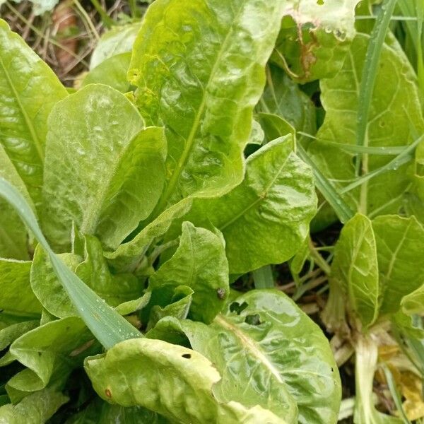 Lettuce (Lactuca sativa)