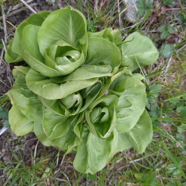 Lettuce (Lactuca sativa)