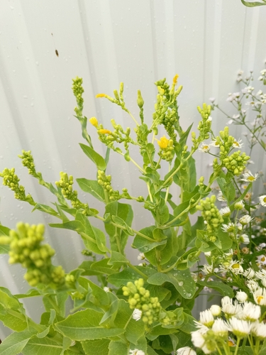 Lettuce (Lactuca sativa)