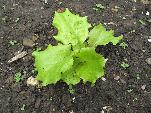 Lettuce: Lactuca sativa (garden lettuce) Nature at Bichlhäusl in Frankenfels, Austria