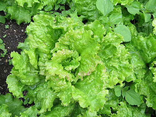 Lettuce: Lactuca sativa (garden lettuce) at Bichlhäusl in Frankenfels, Austria