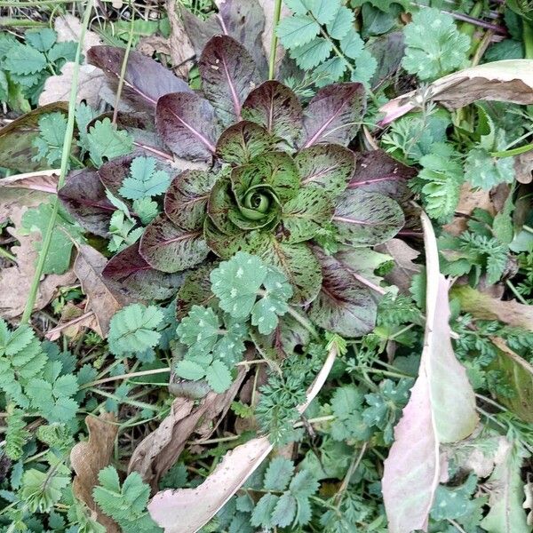 Lettuce (Lactuca sativa)