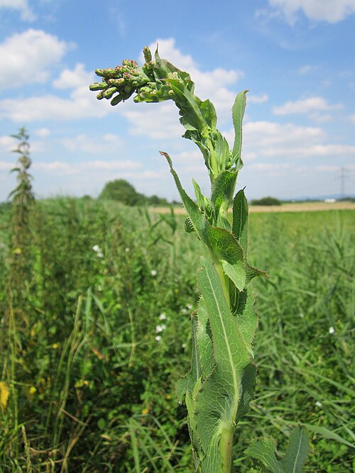 Prickly lettuce: Stachel-Lattich ( Lactuca serriola ) im Hockenheimer Rheinbogen
