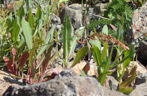 Prickly lettuce (Lactuca serriola)