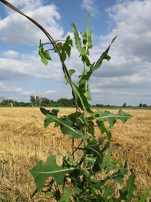 Prickly lettuce: Stachel-Lattich ( Lactuca serriola ) im Hockenheimer Rheinbogen