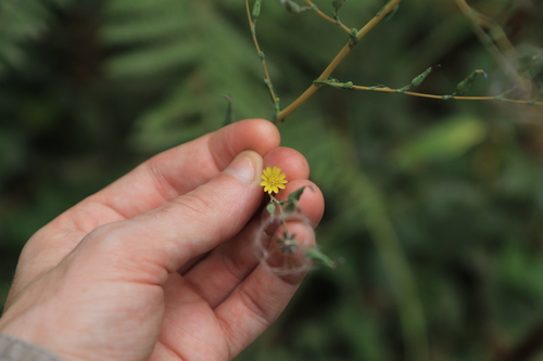 Prickly lettuce (Lactuca serriola)