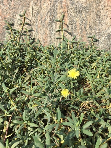 Prickly lettuce (Lactuca serriola)