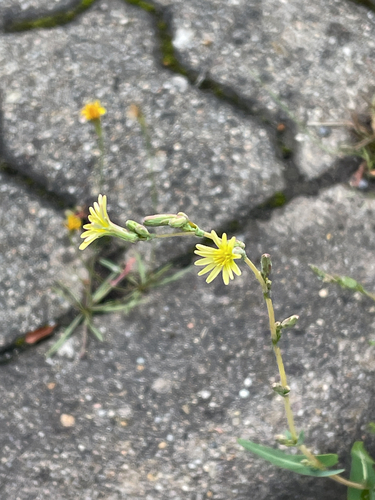Prickly lettuce (Lactuca serriola)