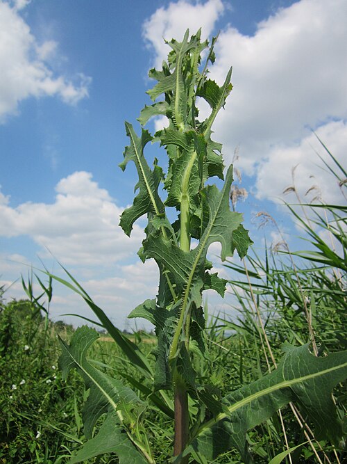 Prickly lettuce: Stachel-Lattich ( Lactuca serriola ) im Hockenheimer Rheinbogen