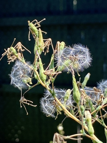 Prickly lettuce (Lactuca serriola)