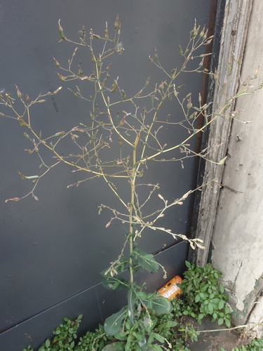 Prickly lettuce (Lactuca serriola)