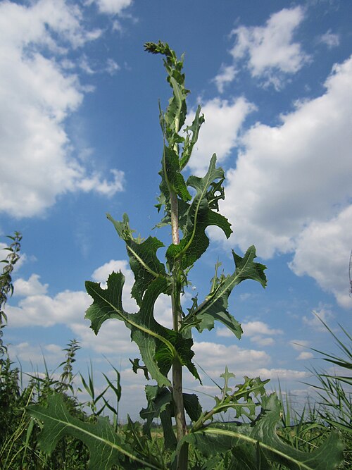 Prickly lettuce: Stachel-Lattich ( Lactuca serriola ) im Hockenheimer Rheinbogen