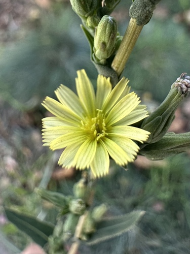 Prickly lettuce (Lactuca serriola)