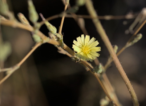 Prickly lettuce (Lactuca serriola)
