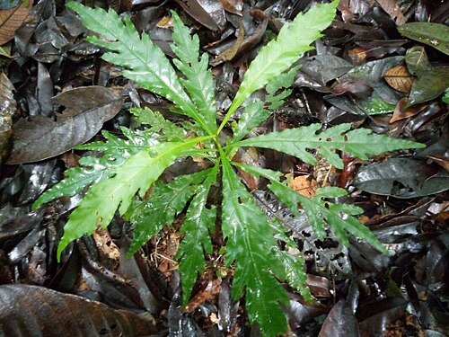 Lacunaria crenata: Lacunaria crenata