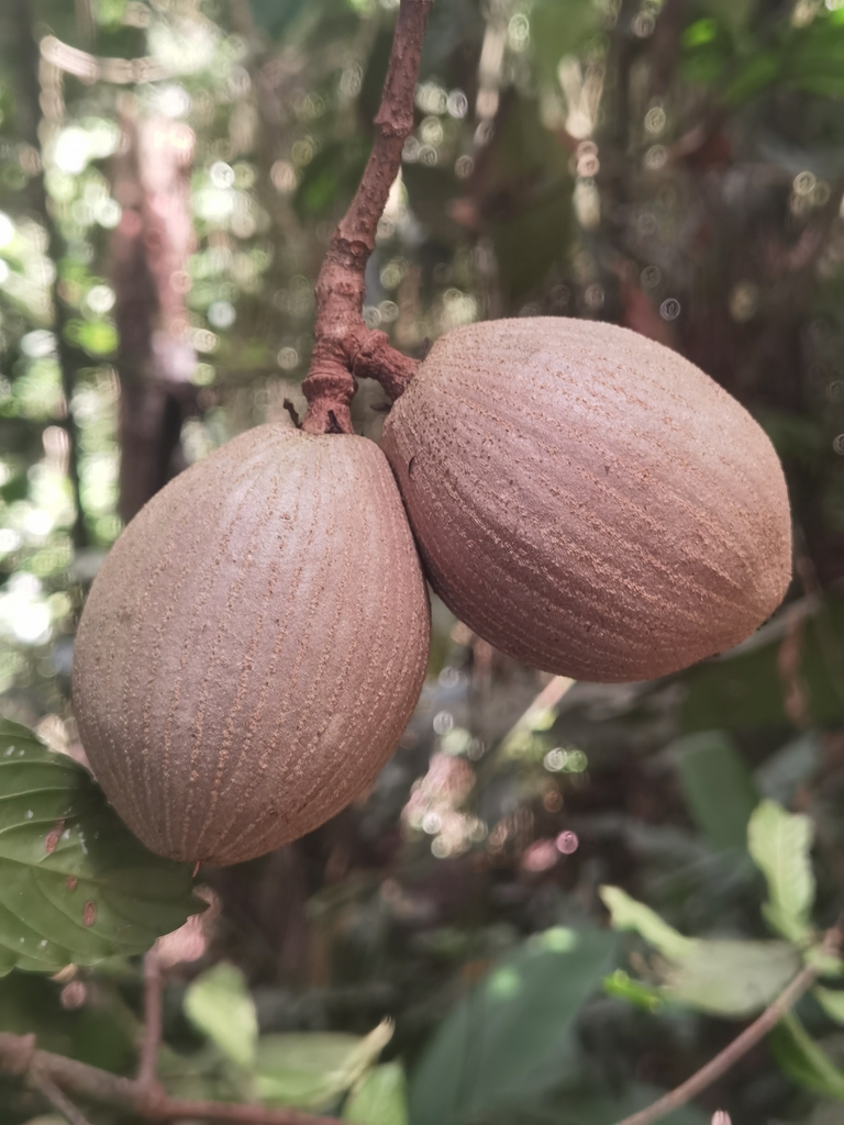 Lacunaria crenata (Lacunaria crenata)