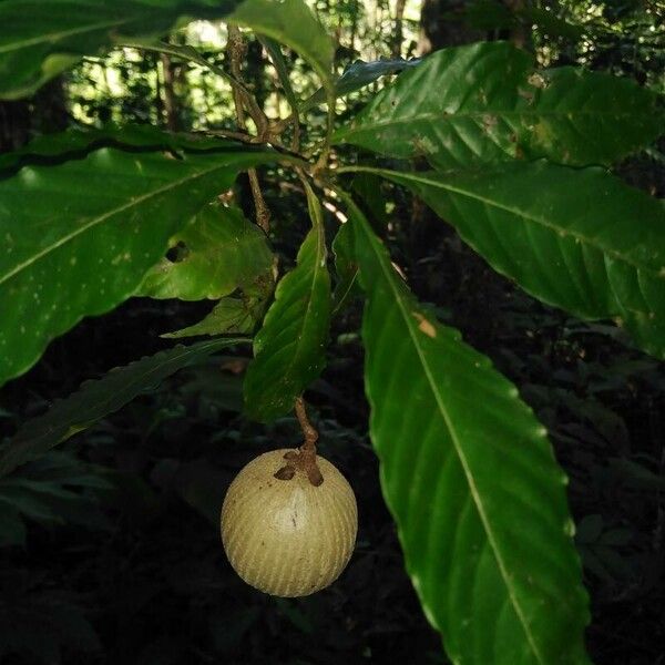 Lacunaria crenata (Lacunaria crenata)