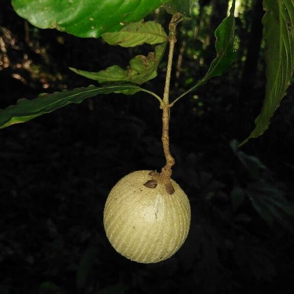 Lacunaria crenata (Lacunaria crenata)