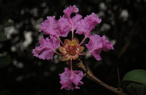 Crape myrtle (Lagerstroemia indica)
