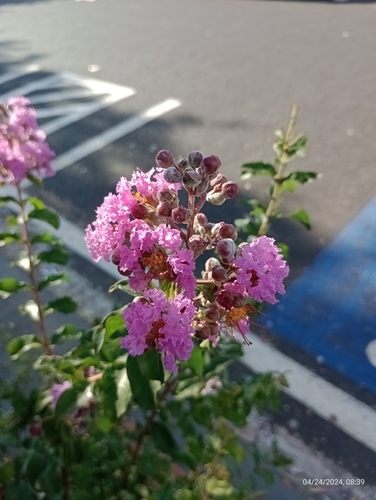 Crape myrtle (Lagerstroemia indica)