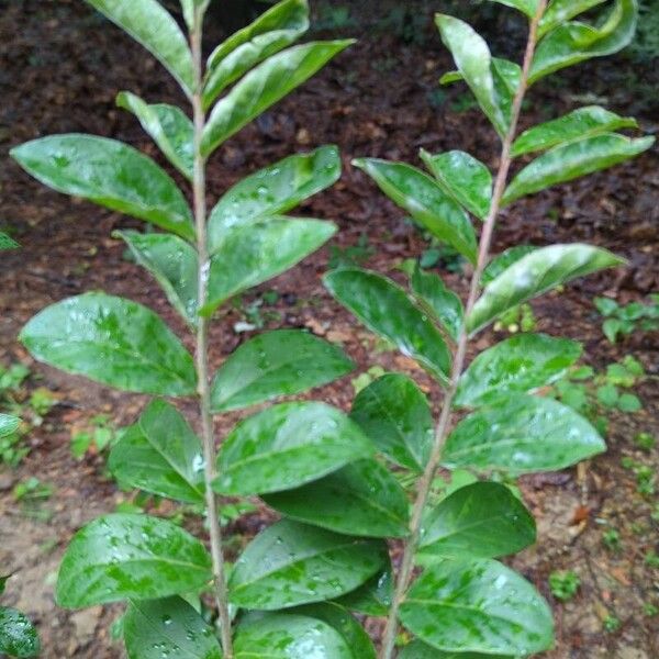 Crape myrtle (Lagerstroemia indica)