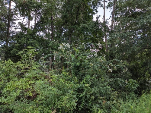 Crape myrtle (Lagerstroemia indica)