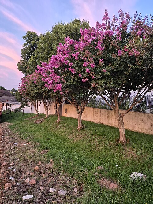 Crape myrtle: Extremosa, ou resedá, com flores rosas, no final de dezembro (floriu tarde, em comparação com outras árvores da cidade).
