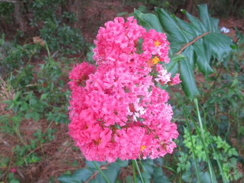 Crape myrtle