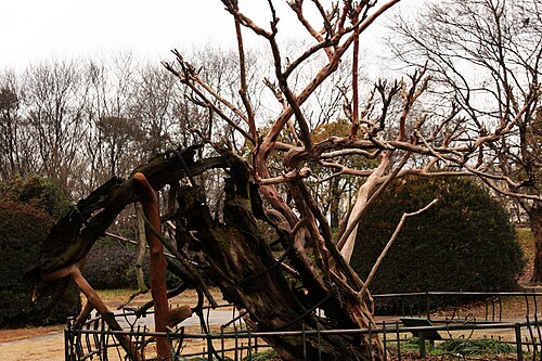 Crape myrtle: a Lagerstroemia indica older than 100 years