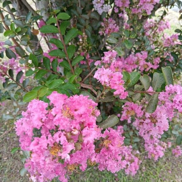 Crape myrtle (Lagerstroemia indica)