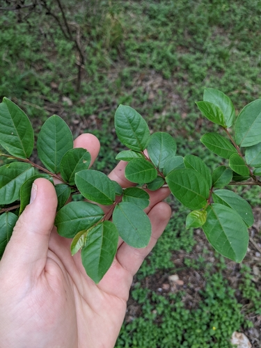 Crape myrtle (Lagerstroemia indica)