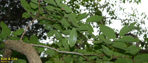 Lagerstroemia limii (Lagerstroemia limii)