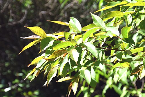 Lagerstroemia limii: Lagerstroemia limii in Christchurch Botanic Gardens in Christchurch, Canterbury Region, New Zealand