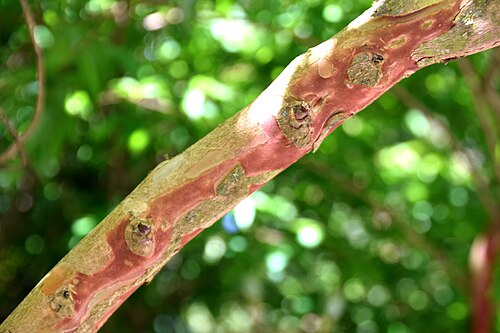 Lagerstroemia limii: Lagerstroemia limii in Christchurch Botanic Gardens in Christchurch, Canterbury Region, New Zealand