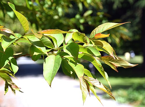 Lagerstroemia limii: Lagerstroemia limii in Christchurch Botanic Gardens in Christchurch, Canterbury Region, New Zealand